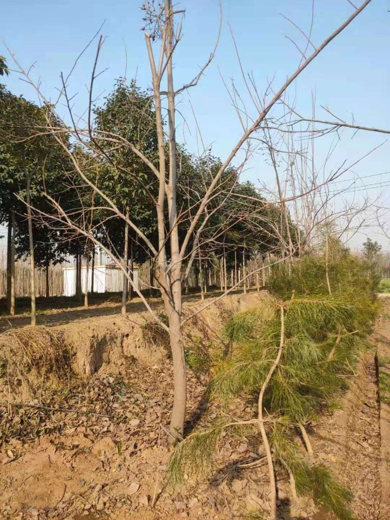 10公分柿子树300多棵