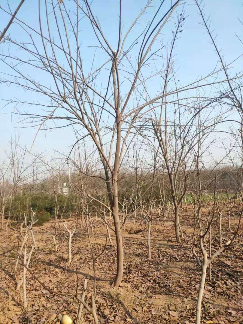 10公分柿子树300多棵
