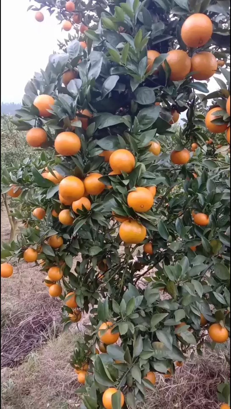道州黄帝柑，味美多汁，皮薄脆甜可口专业代办