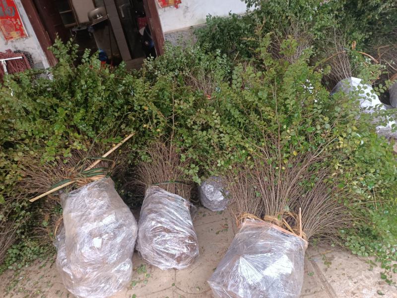 大量供应马甲子刺苗铁篱笆鸟不站包邮