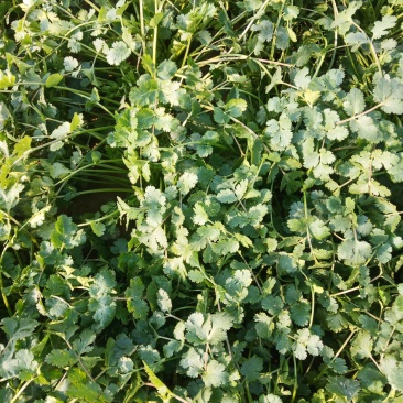 杞县铁杆精品小叶香菜