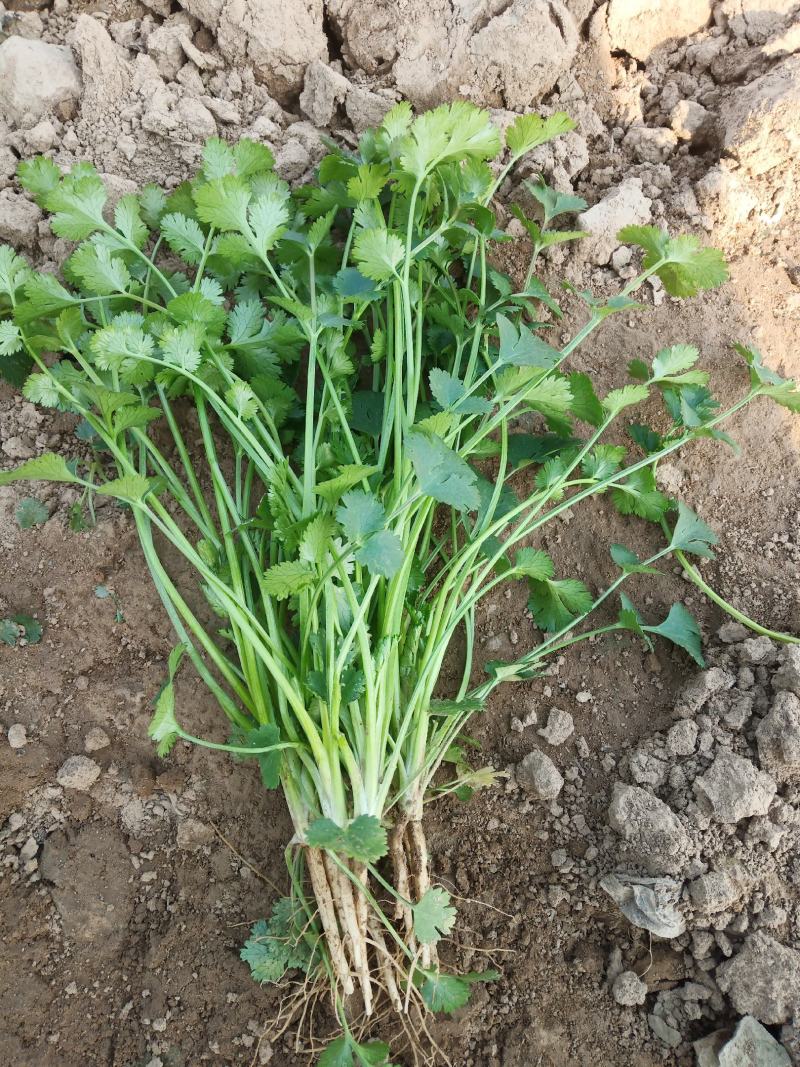 杞县铁杆精品小叶香菜