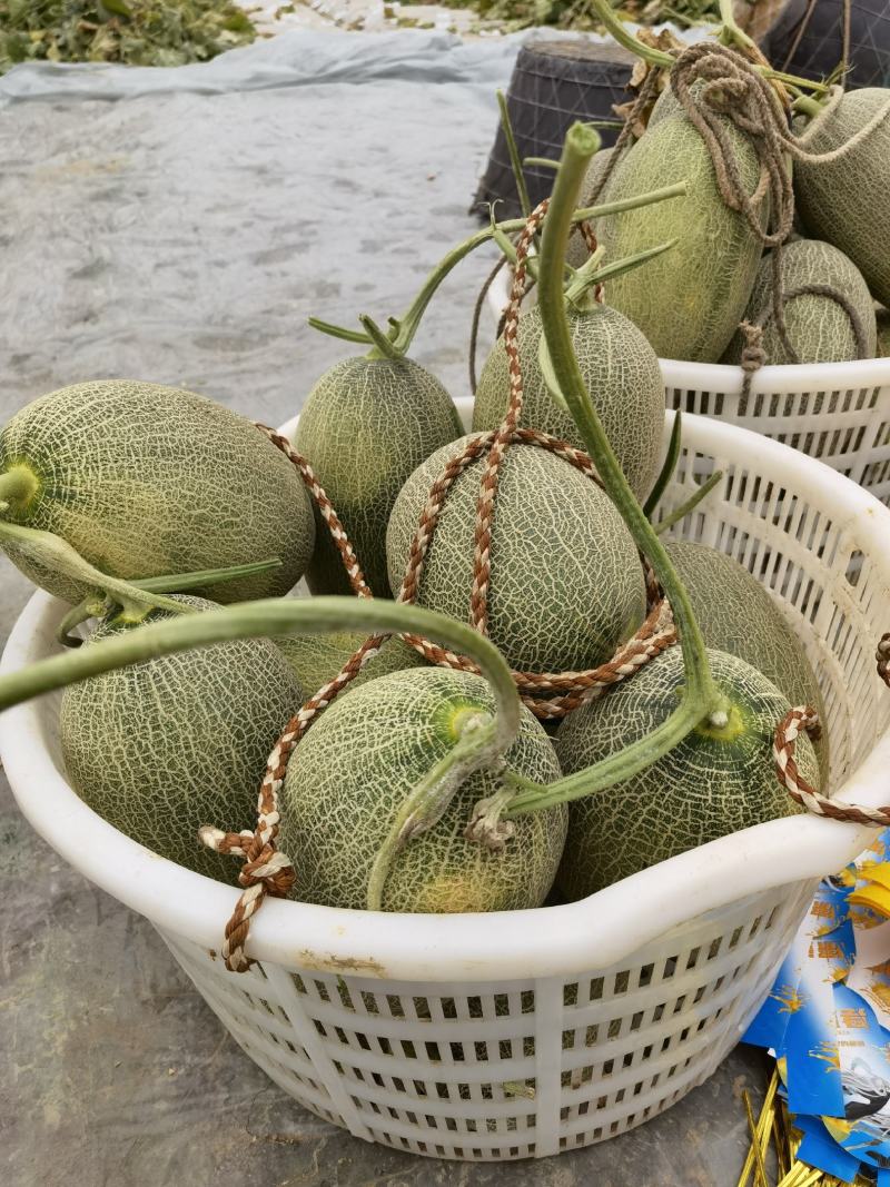 福建精品口口脆大批量上市啦！欢迎客户前来采购