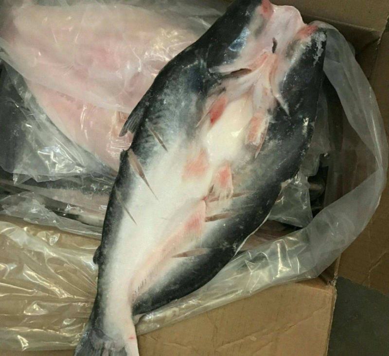 开背巴沙鱼凌波鱼烤鱼烧烤
