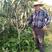 供应枇杷苗，大五星枇杷树，2-5公分挂果枇杷树