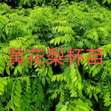 黄花梨苗，地苗和杯苗都有，欢迎新老客户联系，下单