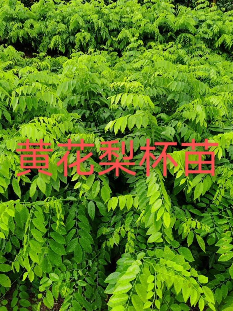 黄花梨苗，地苗和杯苗都有，欢迎新老客户联系，下单