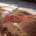木荷种子，供应新鲜优质木荷种子，欢迎新老客户联系下单