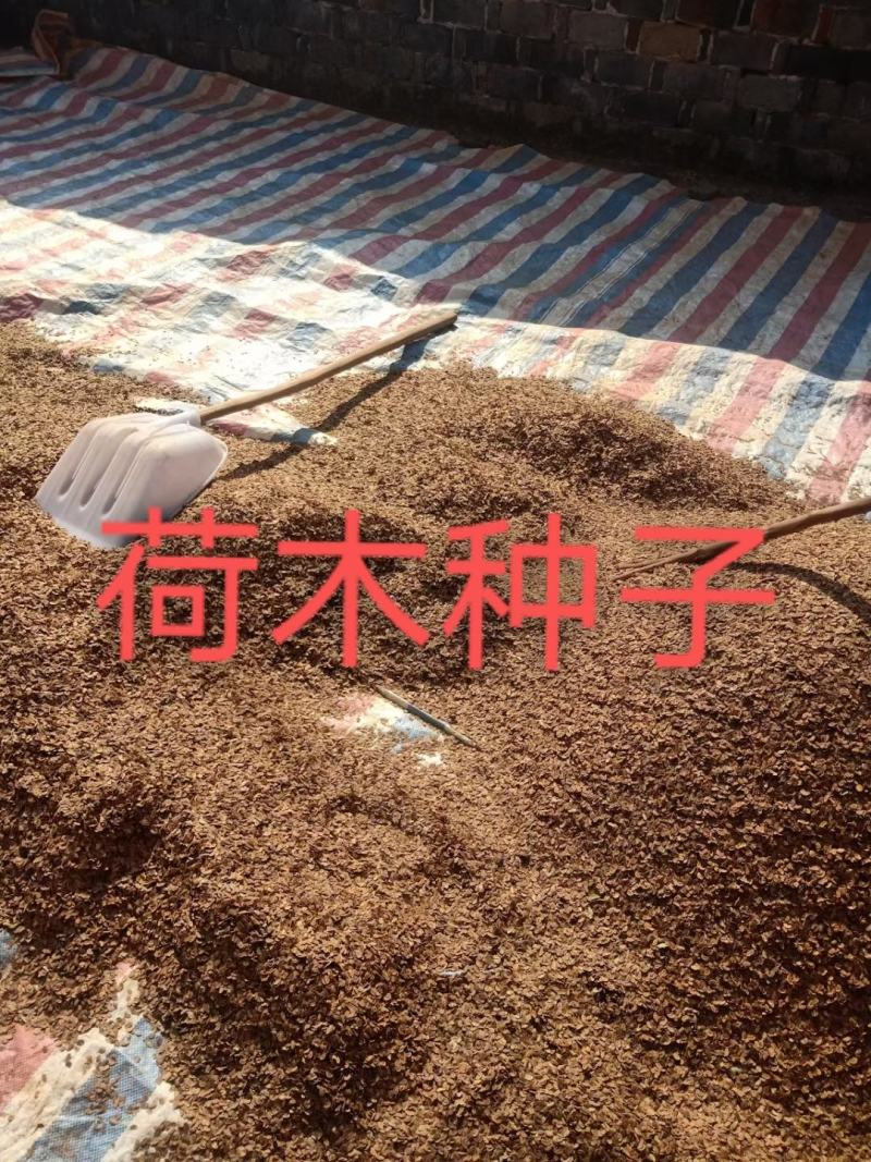 木荷种子，供应新鲜优质木荷种子，欢迎新老客户联系下单