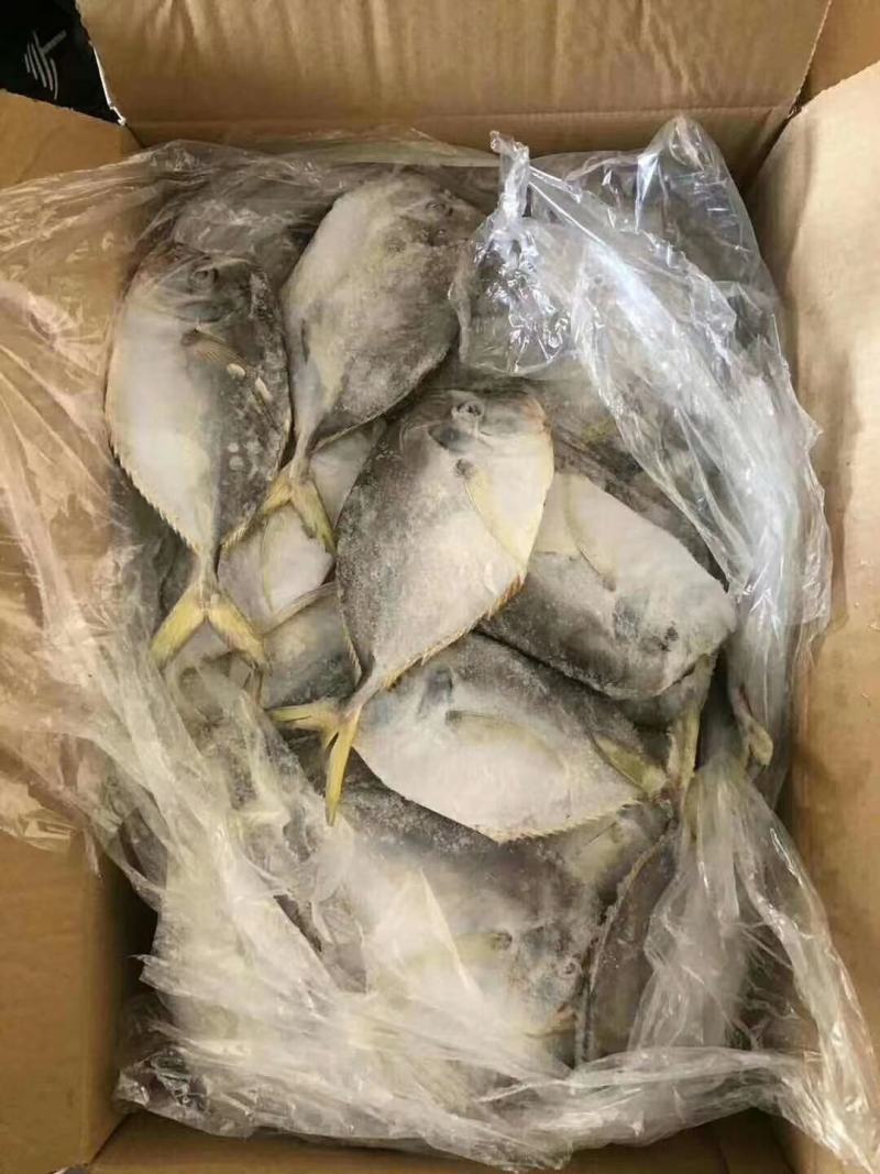 叶子鱼树叶鱼白菜价亏本出