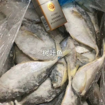 叶子鱼树叶鱼白菜价亏本出