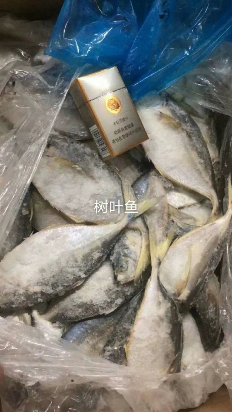 叶子鱼树叶鱼白菜价亏本出