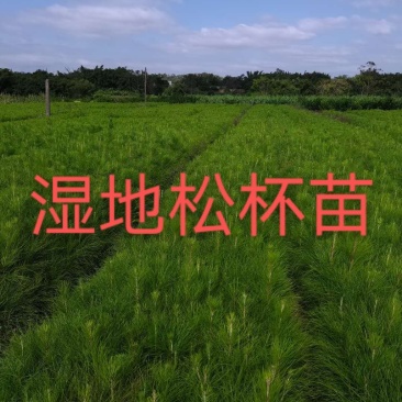 [湿地松]，湿地松杯苗，供应无纺布湿地松杯苗，欢迎联系