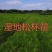 [湿地松]，湿地松杯苗，供应无纺布湿地松杯苗，欢迎联系