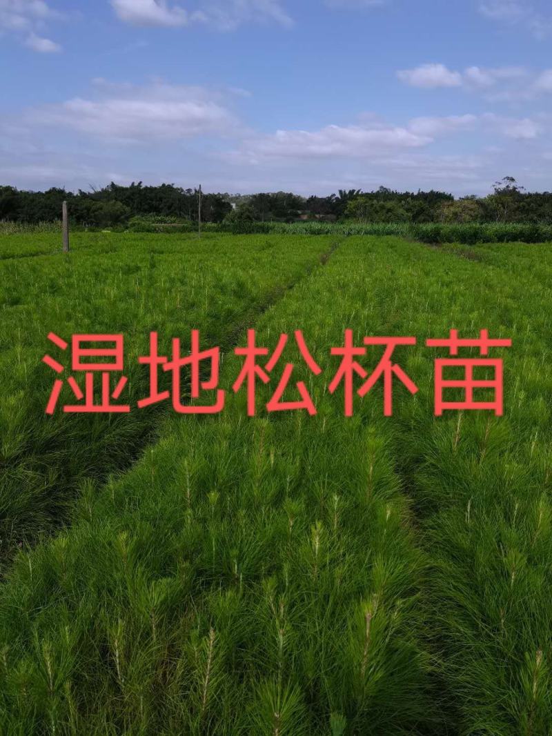 [湿地松]，湿地松杯苗，供应无纺布湿地松杯苗，欢迎联系