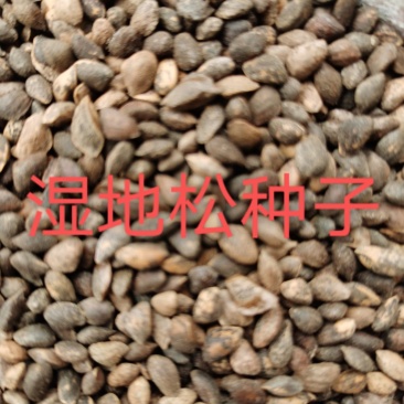 湿地松种子，供应优质新鲜的湿地松种子，发芽率高，欢迎联系