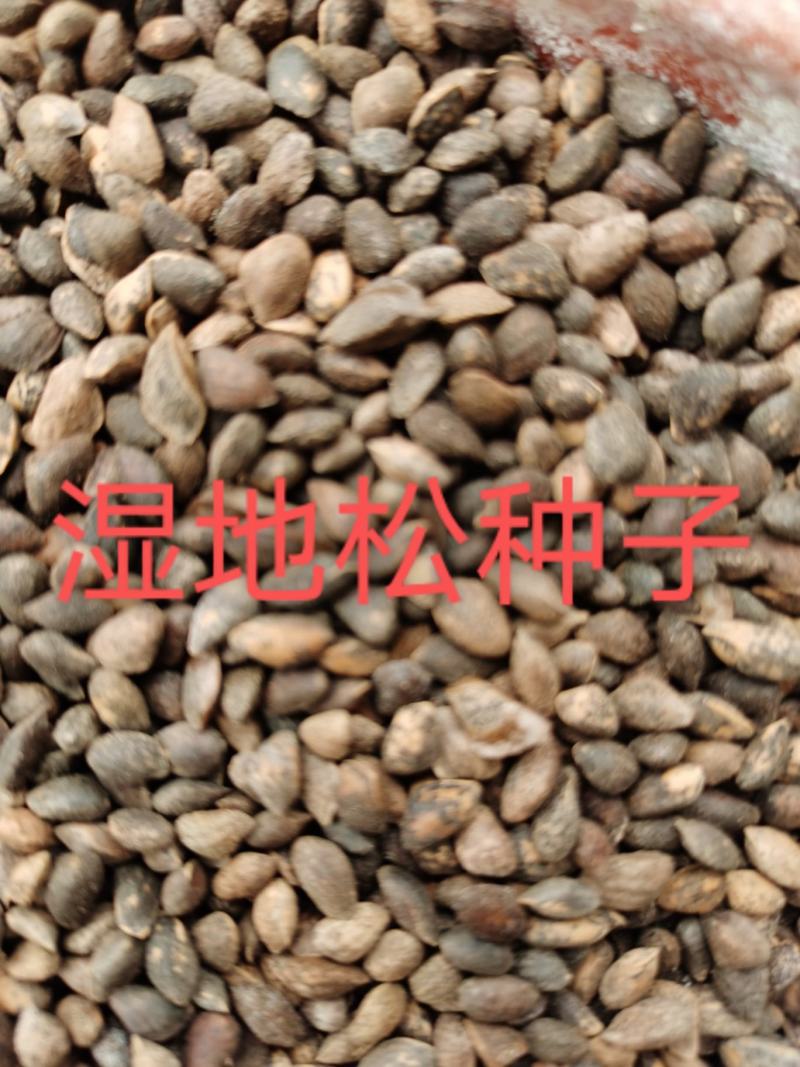 湿地松种子，供应优质新鲜的湿地松种子，发芽率高，欢迎联系