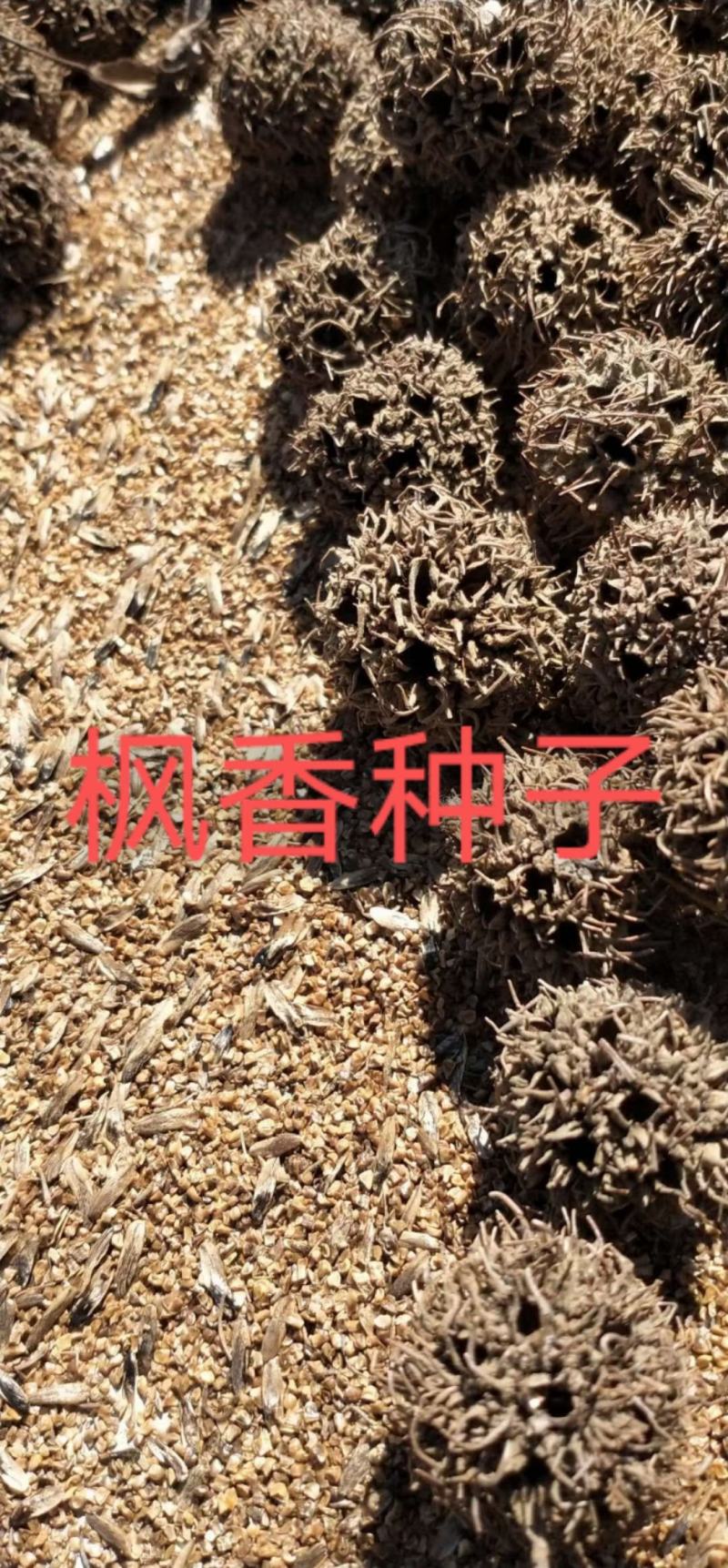 枫香种子，供应优质新鲜的枫香种子，发芽率高，欢迎联系