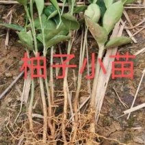 柚子小苗，芽苗批发，有需要的客户及时联系，下单