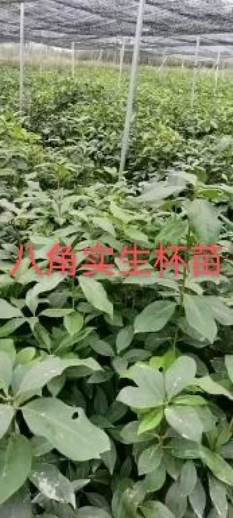 八角苗，供应实生杯苗，（优质实生苗），这是自育自拍苗图片