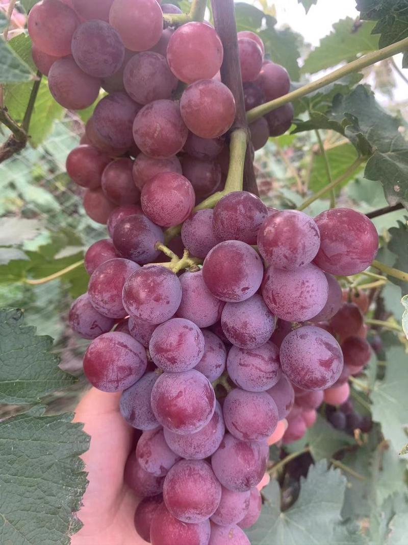 热销🔥巨峰葡萄，新疆红提，蓝宝石葡萄一手货源，品质保证