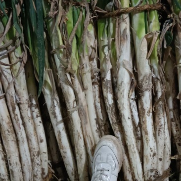 大葱长白大葱数量不多了，要的客商抓紧联系吧