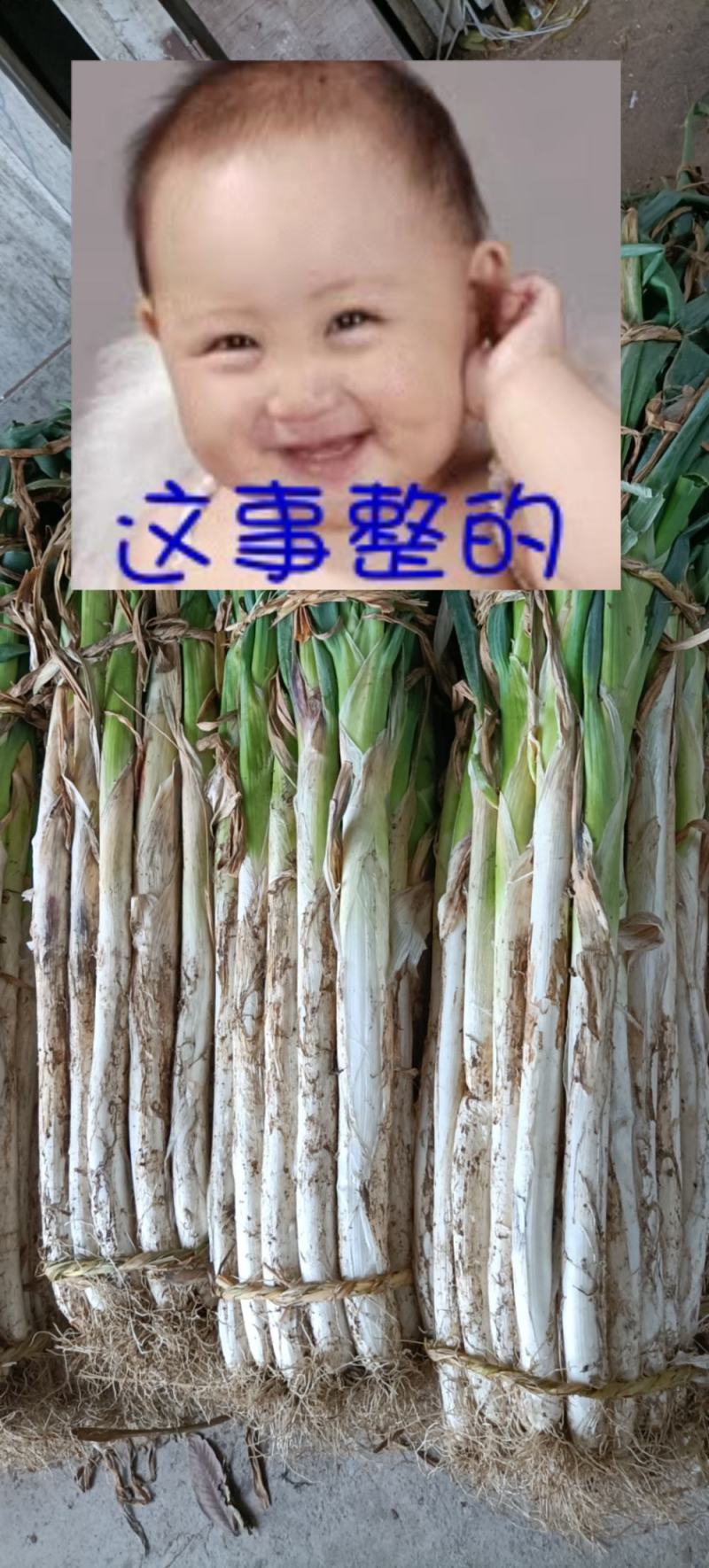 大葱长白大葱数量不多了，要的客商抓紧联系吧