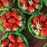 山东草莓，优质甜宝香野隋珠大量上市望新老客商前来洽谈合作