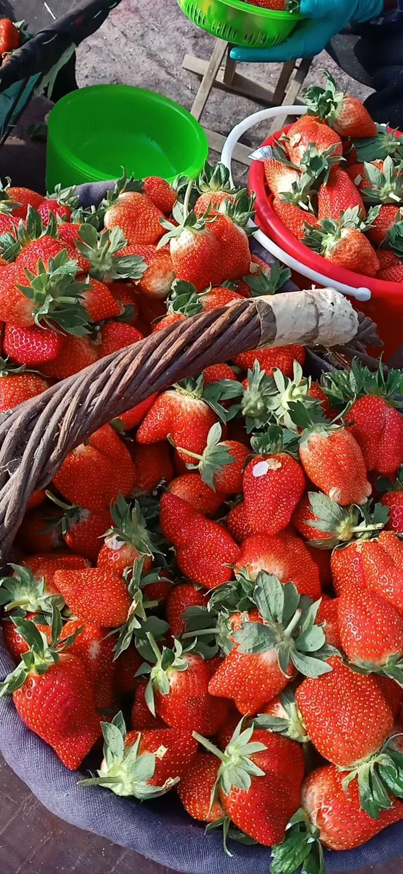 山东草莓，优质甜宝香野隋珠大量上市望新老客商前来洽谈合作