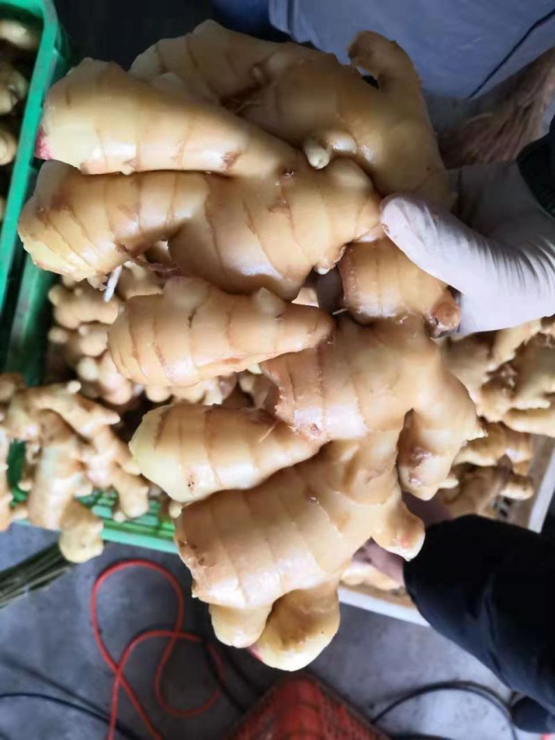 山东精品小黄姜产地发货一手货源批发品质保证坏烂包赔付