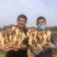山东精品小黄姜产地发货一手货源批发品质保证坏烂包赔付