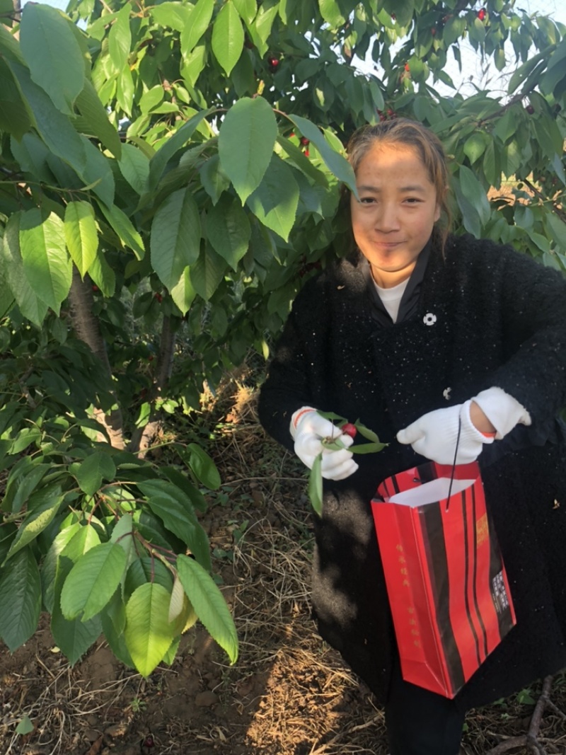 陕西澄城县优质大樱桃提前开始预售了，质优价廉