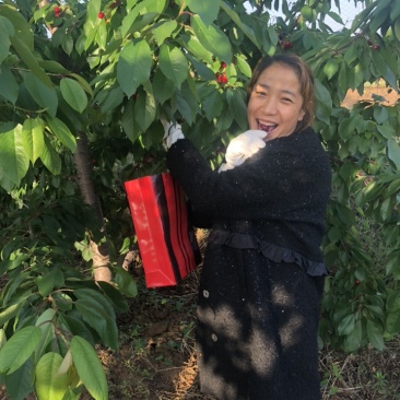 陕西澄城县优质大樱桃提前开始预售了，质优价廉