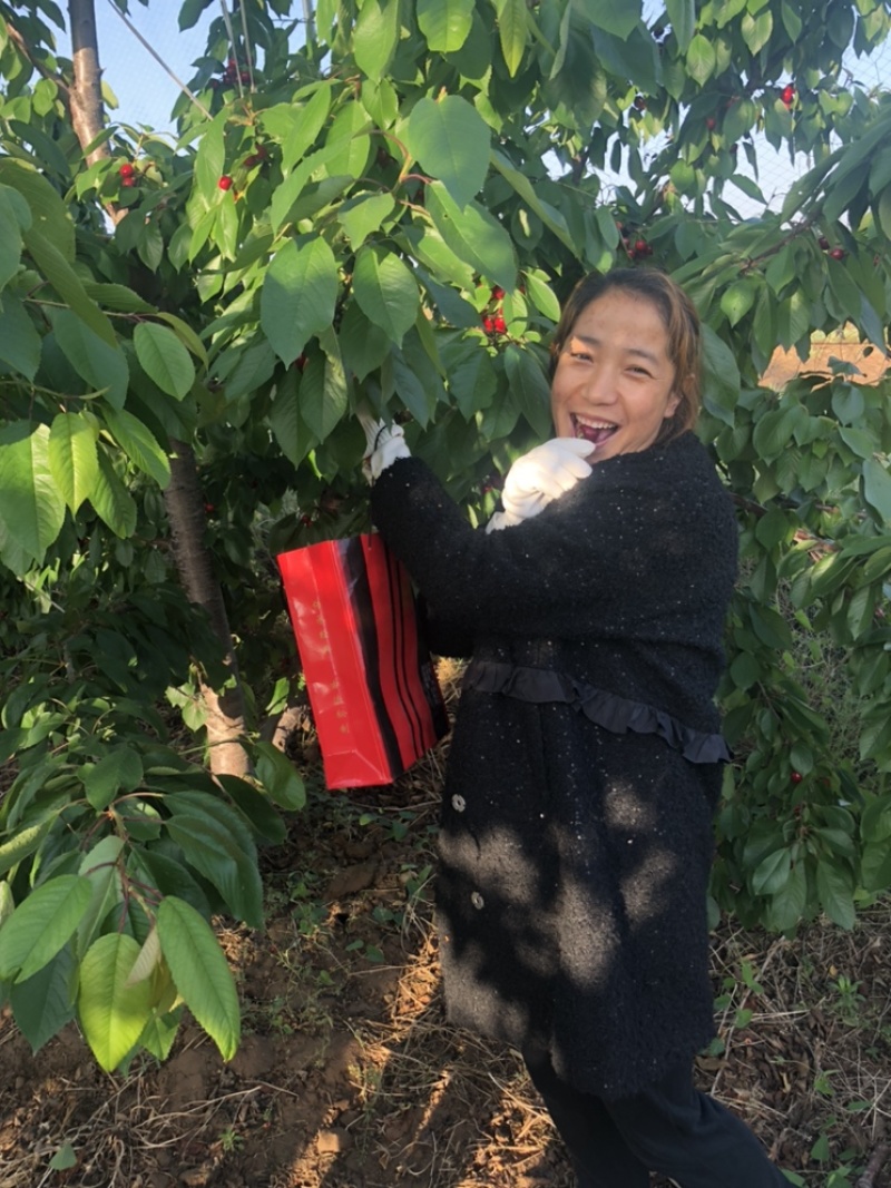 陕西澄城县优质大樱桃提前开始预售了，质优价廉