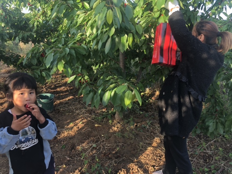 陕西澄城县优质大樱桃提前开始预售了，质优价廉