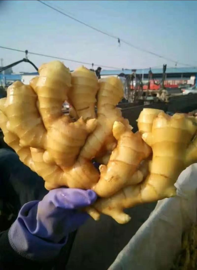 山东精品大黄姜产地发货一手货源批发品质保证价格美丽发全国