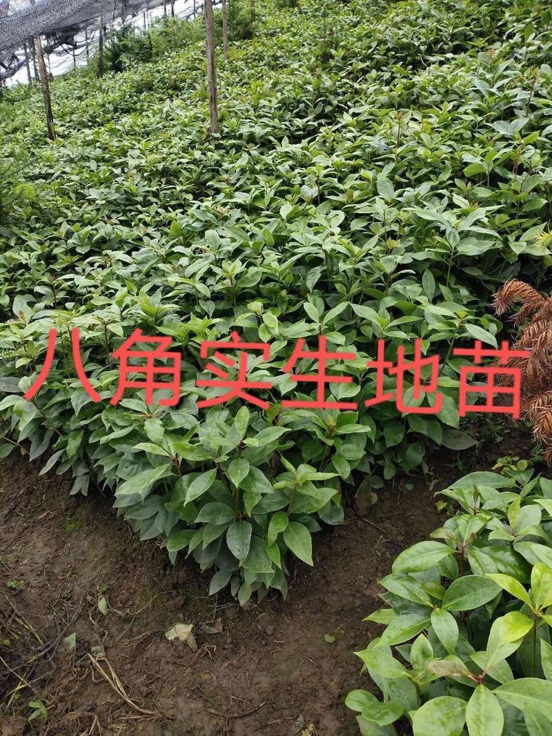【精品】八角树苗供应10万株根苗高度20-50公分