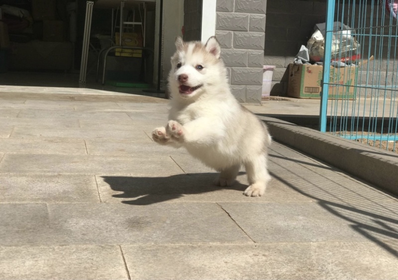 纯种双蓝眼哈士奇幼犬三把火哈士奇幼犬雪橇犬