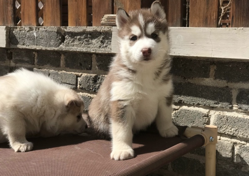 纯种双蓝眼哈士奇幼犬三把火哈士奇幼犬雪橇犬