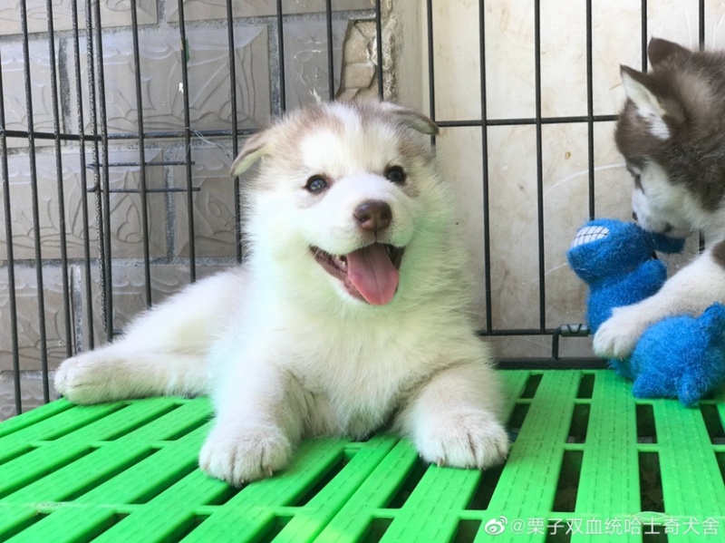 纯种双蓝眼哈士奇幼犬三把火哈士奇幼犬雪橇犬