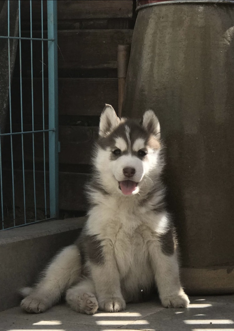 纯种双蓝眼哈士奇幼犬三把火哈士奇幼犬雪橇犬