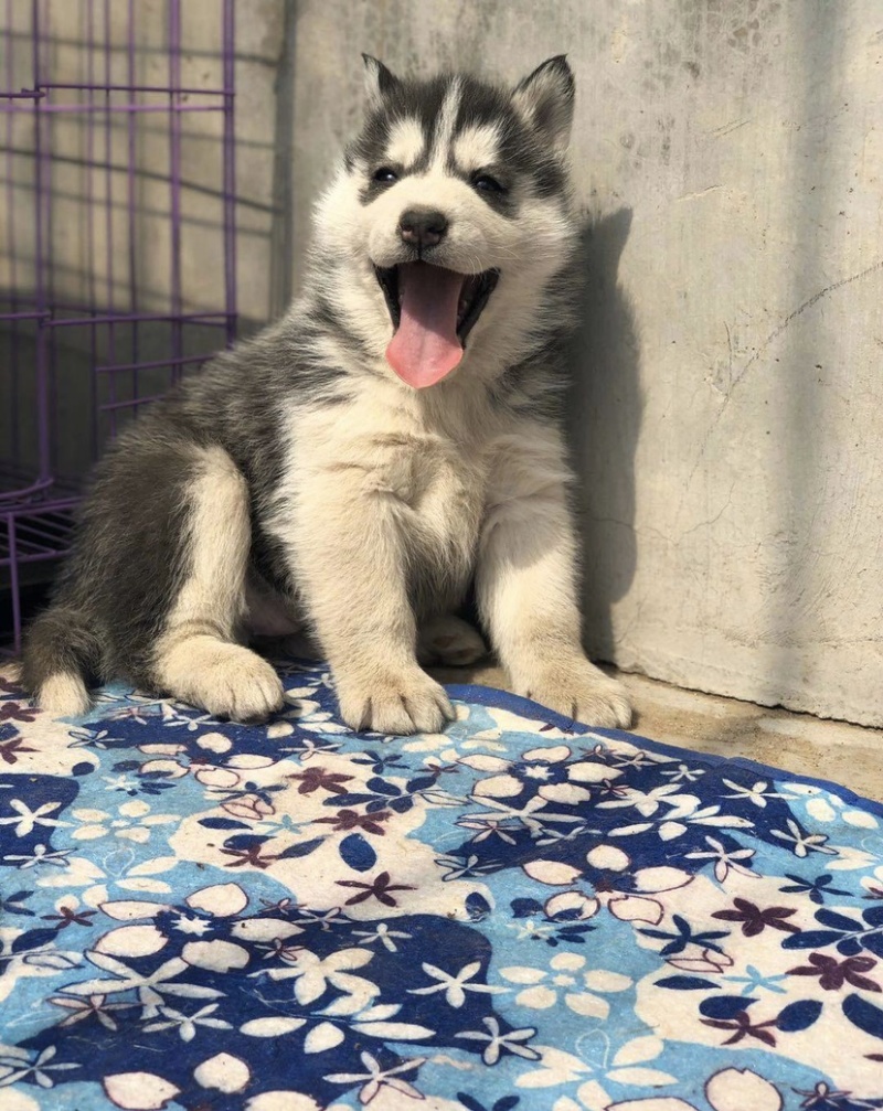 纯种双蓝眼哈士奇幼犬三把火哈士奇幼犬雪橇犬