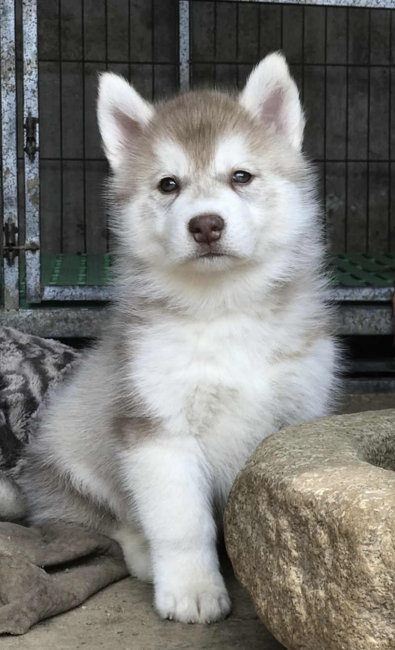 纯种双蓝眼哈士奇幼犬三把火哈士奇幼犬雪橇犬