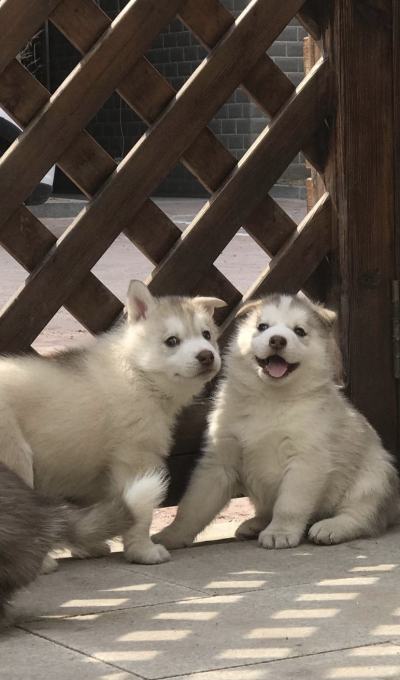 纯种双蓝眼哈士奇幼犬三把火哈士奇幼犬雪橇犬