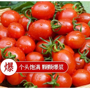 批发商超玲珑小番茄釜山88圣女果圣女果代发