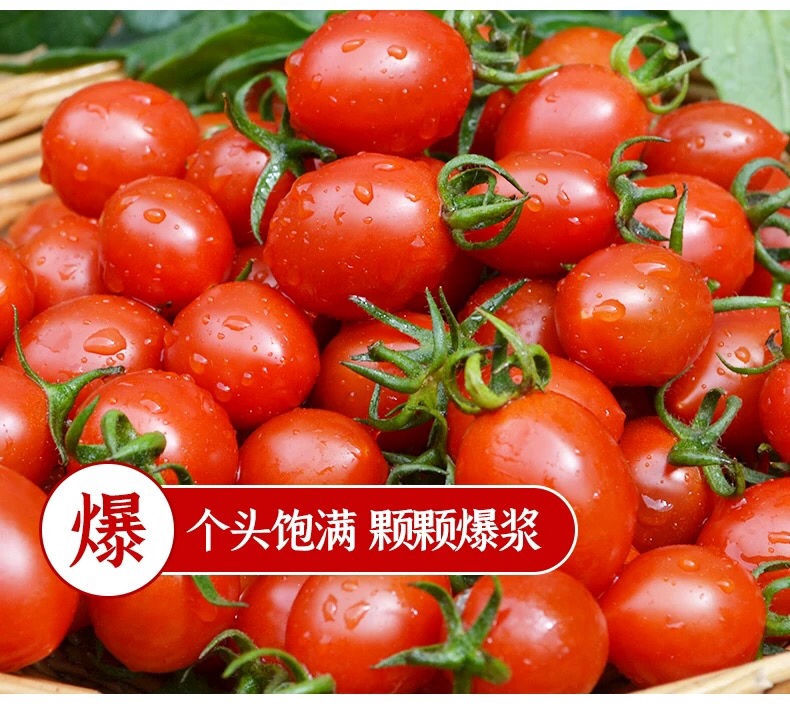 釜山88圣女果小西红柿玲珑小番茄大量上市