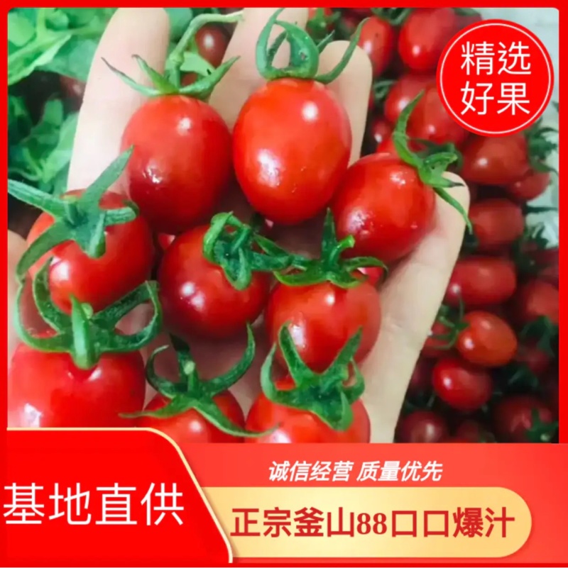 批发商超玲珑小番茄釜山88圣女果圣女果代发