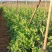 2024年大量供应新苗荷兰豆广西荷兰豆碗豆片豌豆