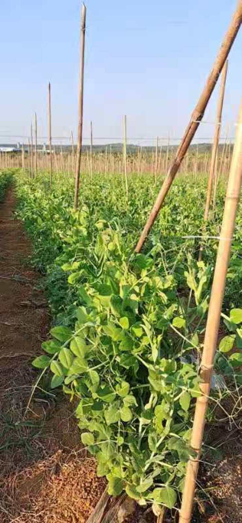 2024年大量供应新苗荷兰豆广西荷兰豆碗豆片豌豆