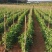2024年大量供应新苗荷兰豆广西荷兰豆碗豆片豌豆